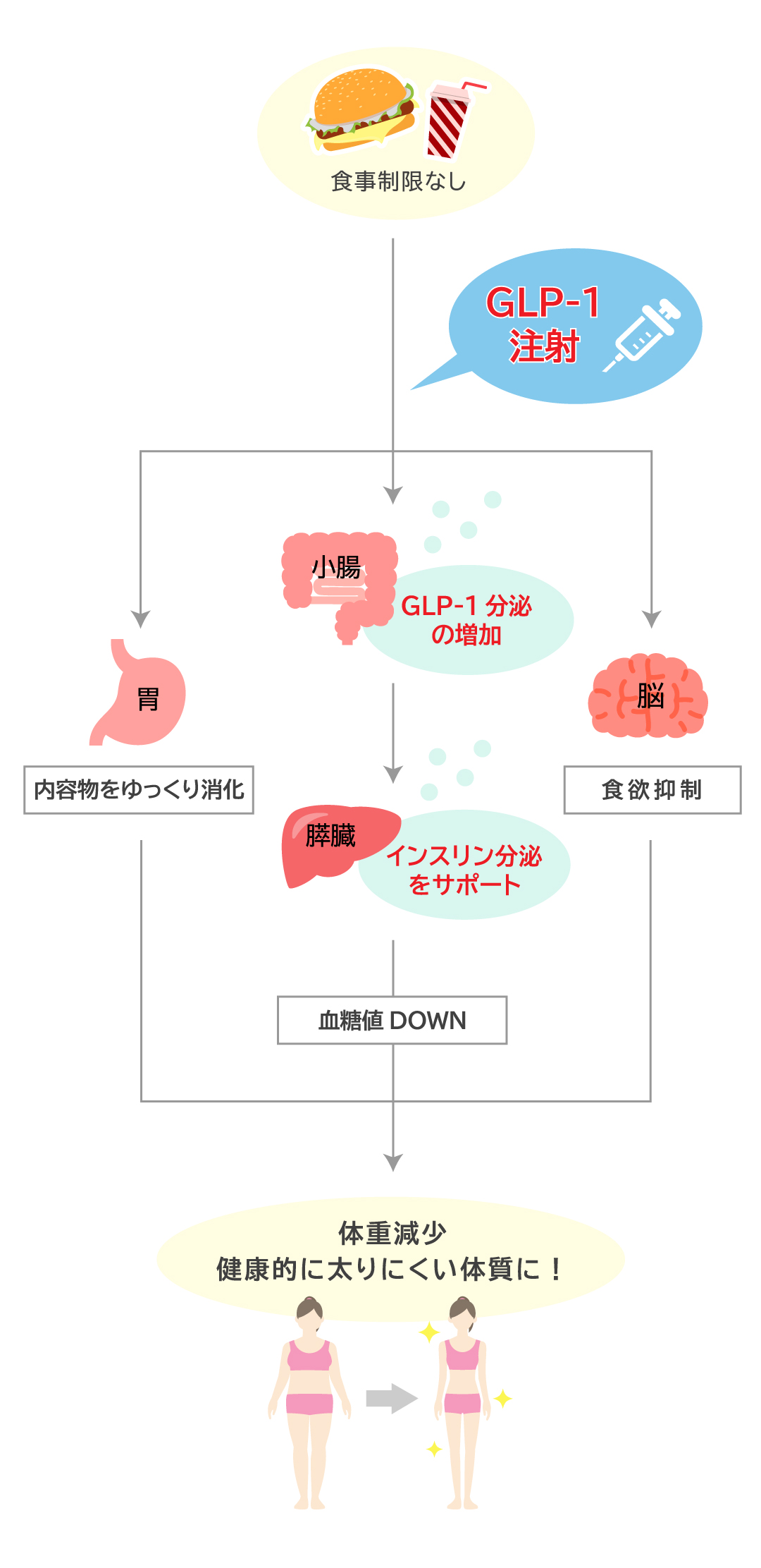 Glp 1イラスト 池袋のb Line Clinic